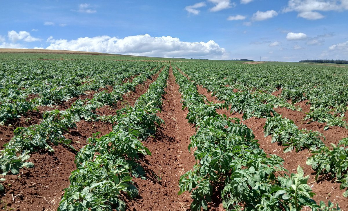 David_Agronomy's tweet photo. This ridiculously dry November certainly means that the Blight pressure is next to non-existent. But on the flip side the virus risk from aphids must be extreme right now. Scouting hard today in Unica and Sherekea. Some of the varieties we grow have good resistance to PLRV, but I doubt that there is good resistance to virus Y in most material.