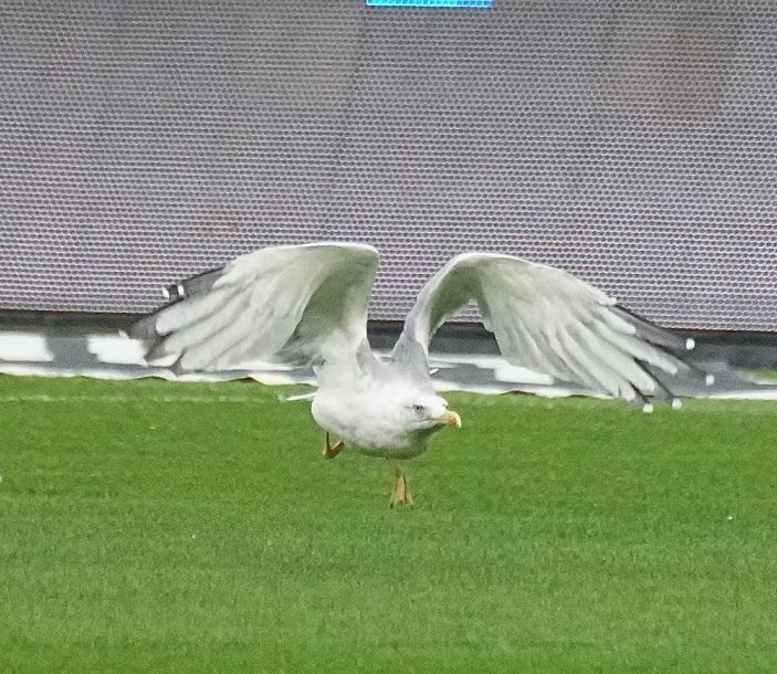 Süleyman Seba: "Sizi özlediğim zaman yanınıza bir martı olarak geleceğim."

78 yıl önce bugün Süleyman Seba İnönü'de ki açılış maçında ki ilk golü kaydetmişti.