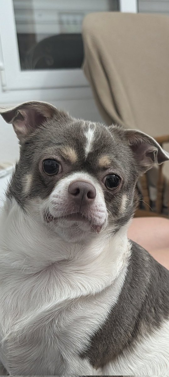 PanteraZ tweet media