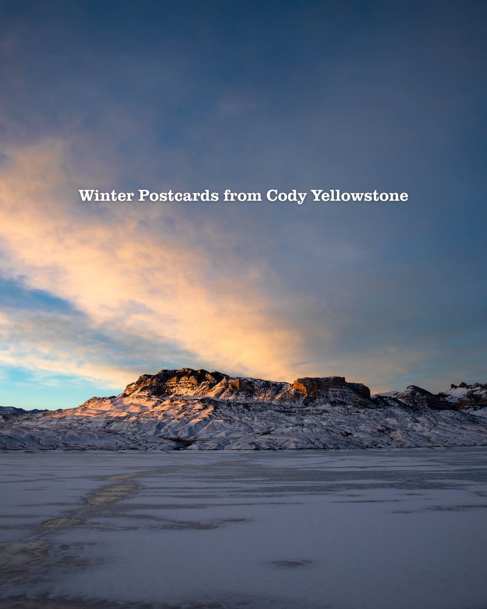 CodyYellowstone's tweet photo. Golden light, snow-dusted mountains, and the incredible wildlife of Cody Yellowstone. Swipe for your dose of Wyoming magic! ✨ https://t.co/HDRLxVYGYY