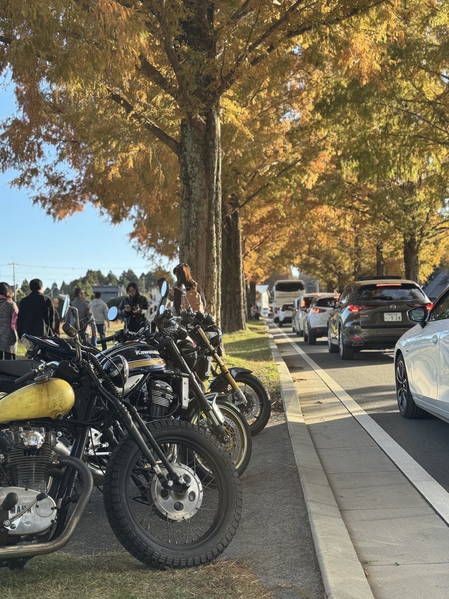 こんな酷い渋滞のメタセコイヤ並木初めて経験した