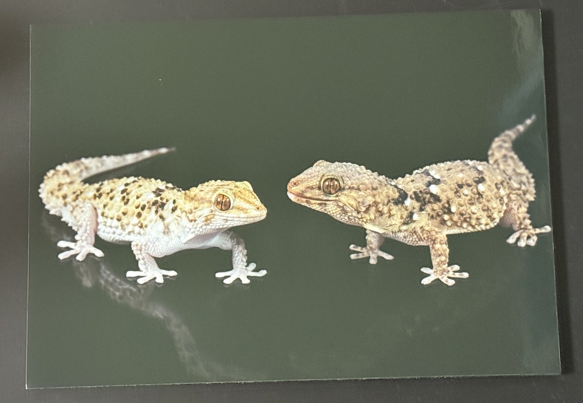 ぶりくらお迎え②🍀

最近よくお世話になってるドクトカゲラヴァーさんから追いサガーリナキヤモリ(maybe♀)🦎
ドクトカゲさんとこのいろんな素敵生体の誘惑に耐えて己の好きを貫けました笑

あとはロッポンギさんにお願いしてたターナーとビブロンの写真パネルを購入🙌
マジで良すぎるでしょコレは🤤