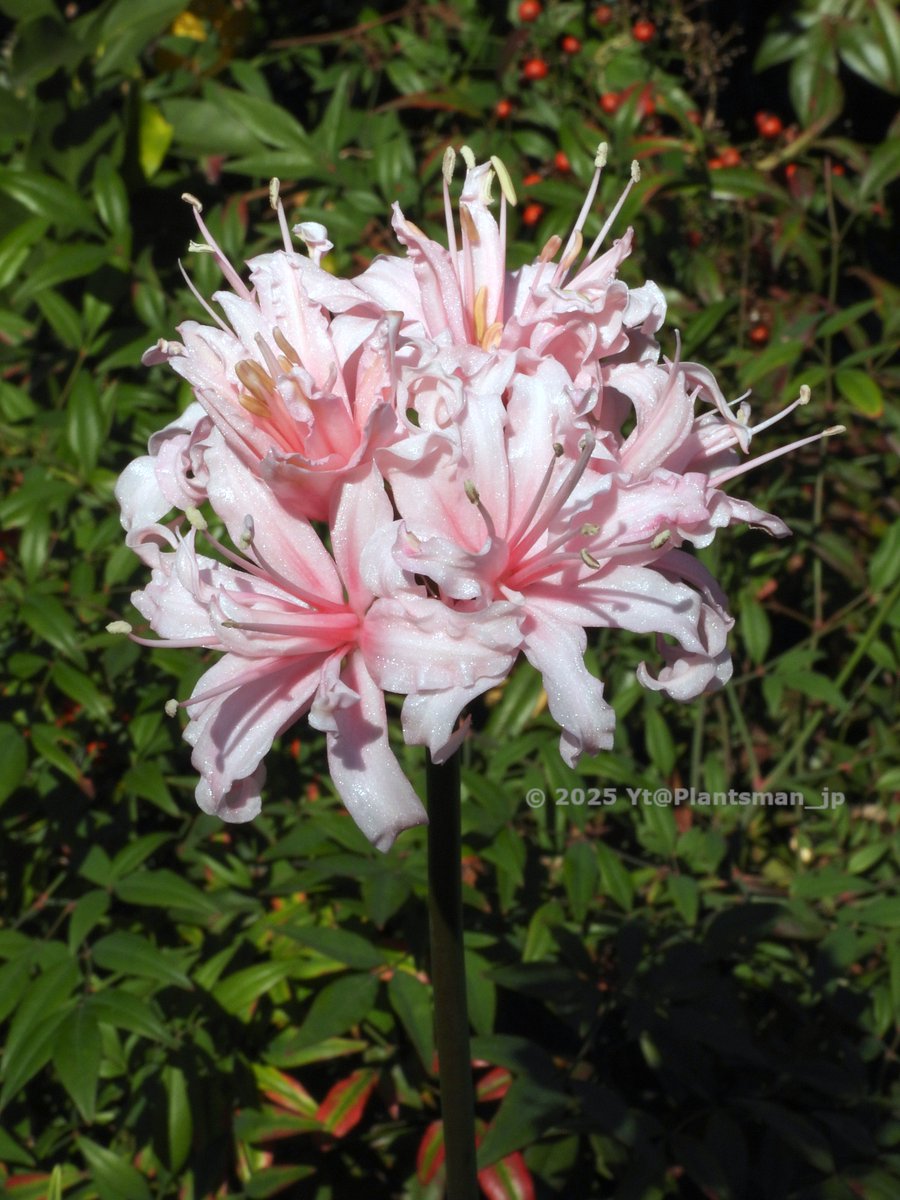 Plantsman_jp's tweet photo. #Nerine ‘万寿姫 (Manju-hime)’
「万重姫」ってのは間違いで「万寿姫」が正しいって。ウチでは初開花。小花6個、そのうち雌しべがマトモそうな花が2個あって授粉してみた。
小花ごとに雌しべと雄しべの両方とも花弁化の程度が様々で、完全なしべも交じりながら、さらに多弁花してて複雑。
#ネリネ https://t.co/URjU6HZKzW