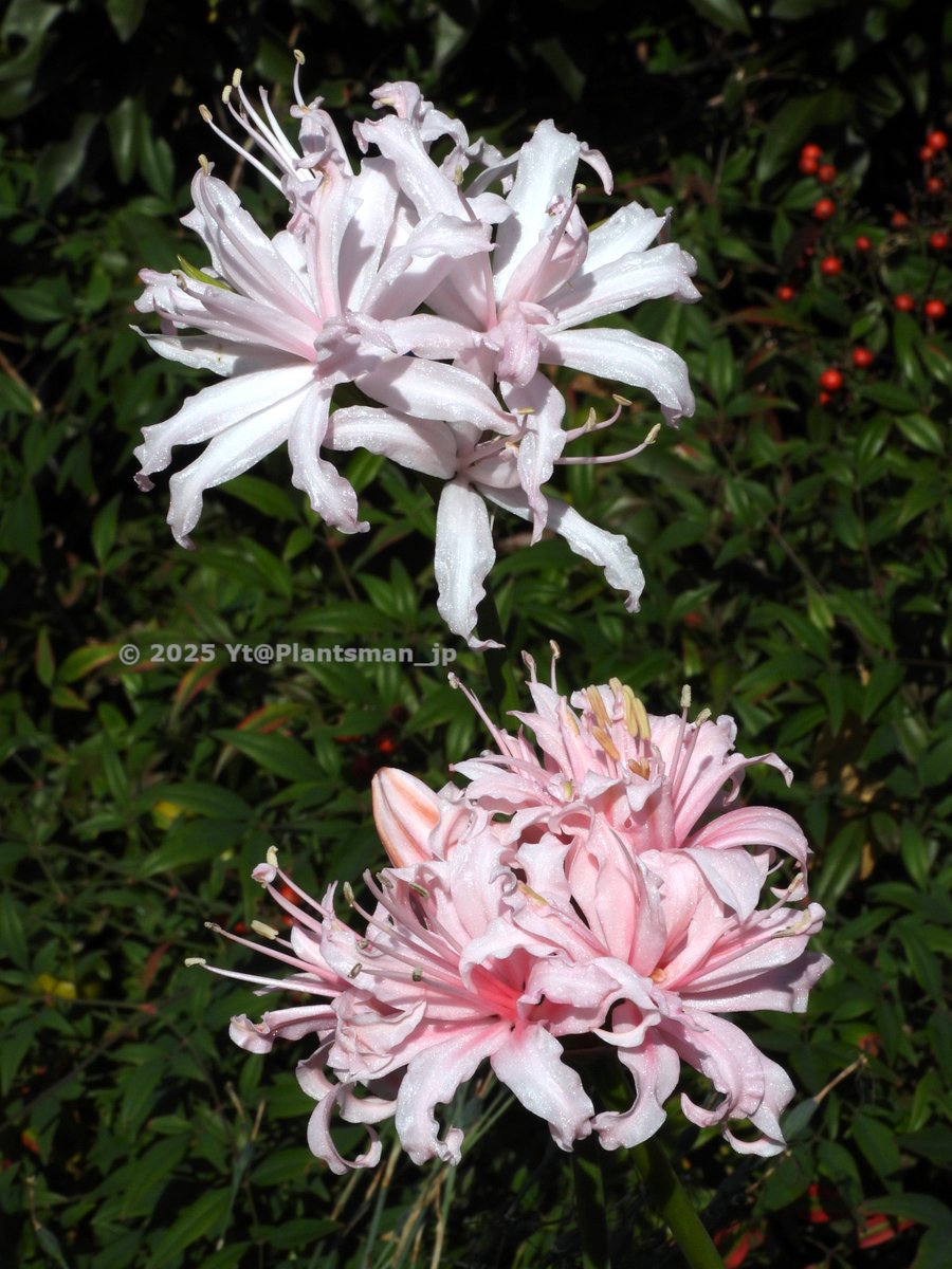 ま*ゃ様 ネリネピンク八重咲き 万重姫