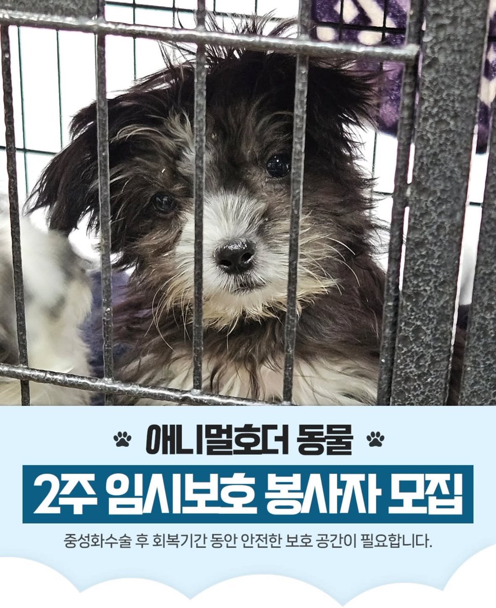 RAD_univ's tweet photo. 좁은 공간에 갇혀있던 220여마리 구조. 

많은 관심과 공유 부탁드립니다..

https://t.co/M0JRbKTRRs  미친.. 애니멀호더 .. https://t.co/wGNGrHhRUq