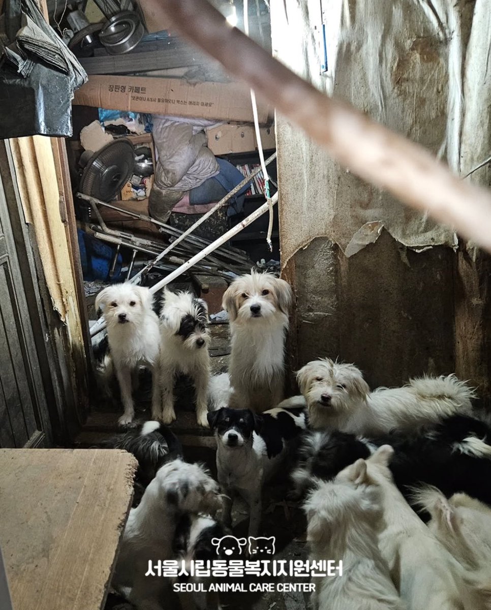 좁은 공간에 갇혀있던 220여마리 구조. 

많은 관심과 공유 부탁드립니다..

instagram.com/p/DQtWpGkj2Jg/…  미친.. 애니멀호더 ..