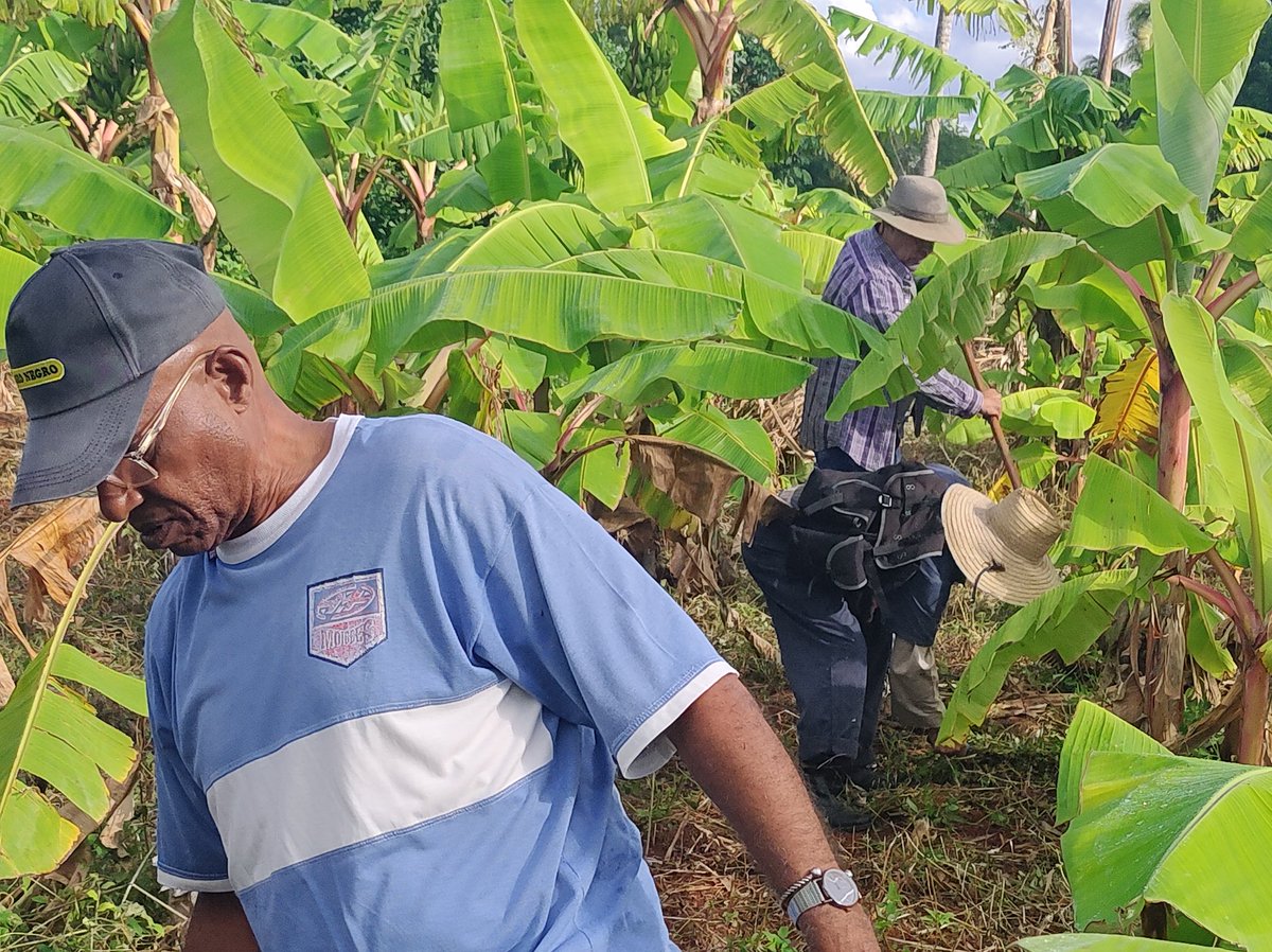 Azumat_Azcuba's tweet photo. @Azumat_Azcuba en Trabajo Voluntario en el municipio Habana del Este. #AZUMATvaPORmás #Azucareros https://t.co/oHH7YuwtQo