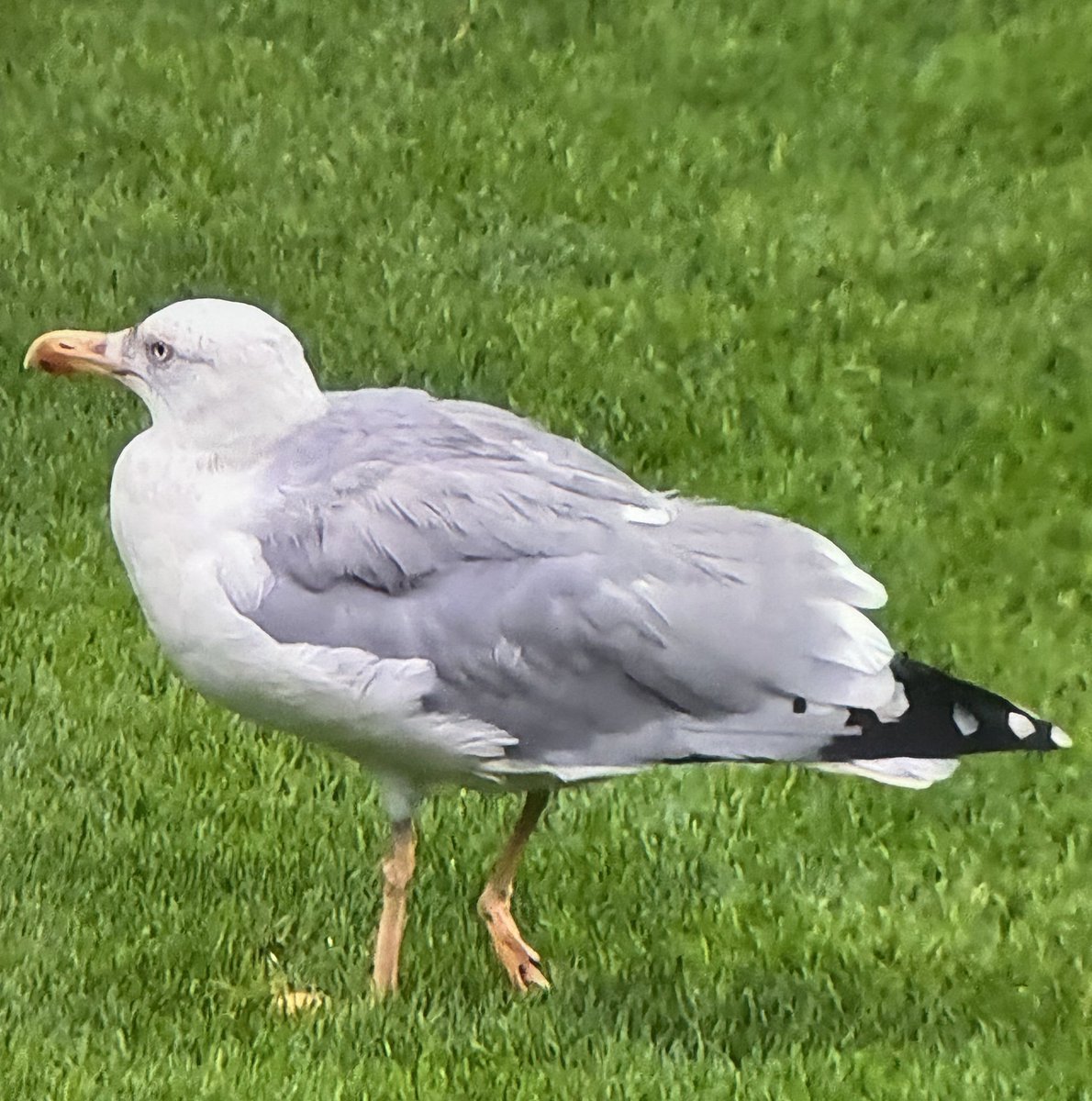 “Sizi özlediğim zaman yanınıza bir martı olarak geleceğim…”
#SüleymanSeba

Biz de çok özledik…
Beşiktaş’a gerçekten Beşiktaşlı gibi başkanlık eden son büyük adamı.

Bugünleri görmediğiniz için içten içe huzurluyum; çünkü yüreğiniz dayanmazdı başkanım.

Nurlar içinde uyuyun…