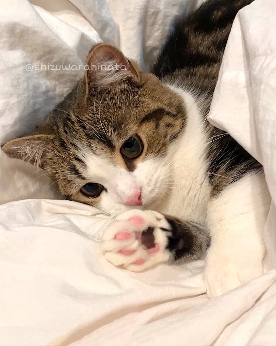 shizuwarahinata's tweet photo. はい、こちら肉球になります🐾 https://t.co/Ai6u2KPsPc