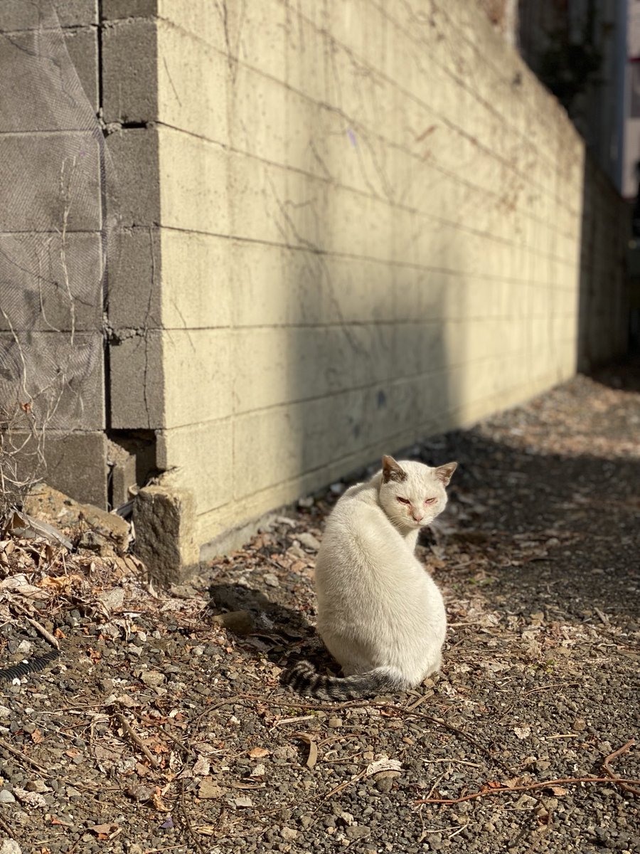 たにゃ 会いたいよ、、おまえに会えるなら、、なんだってするから、、神様