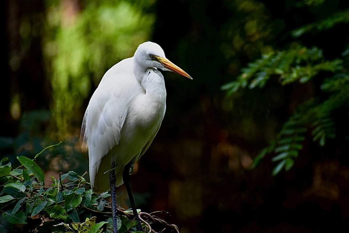 dharmadhikarin's tweet image. This is something I’d been meaning to do for a while, and @indian_pitta’s  photography and daily walk finally inspired me to take the step. After a 6 km walk through the zoo, I managed to capture some wildlife—though nowhere near Mohit’s level 😊 Keep inspiring, Mohit Bro!…