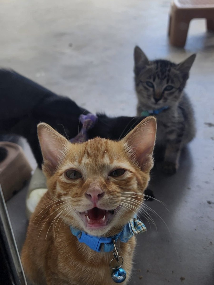 KHjoyly's tweet photo. Send tuna. I'm busy. 🐟💸 #Cat #แมว #แมวจร https://t.co/5h78HFU1SG