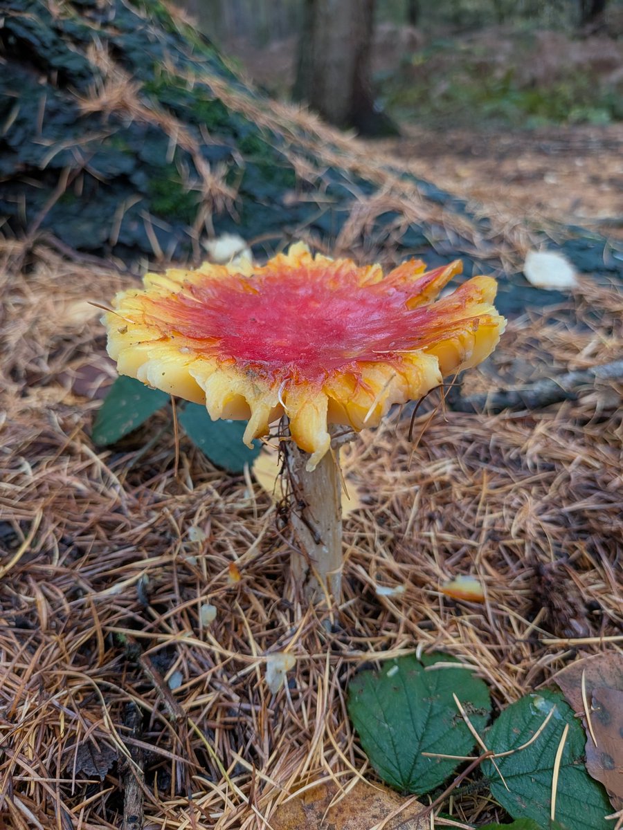 Still alive btw 🍄