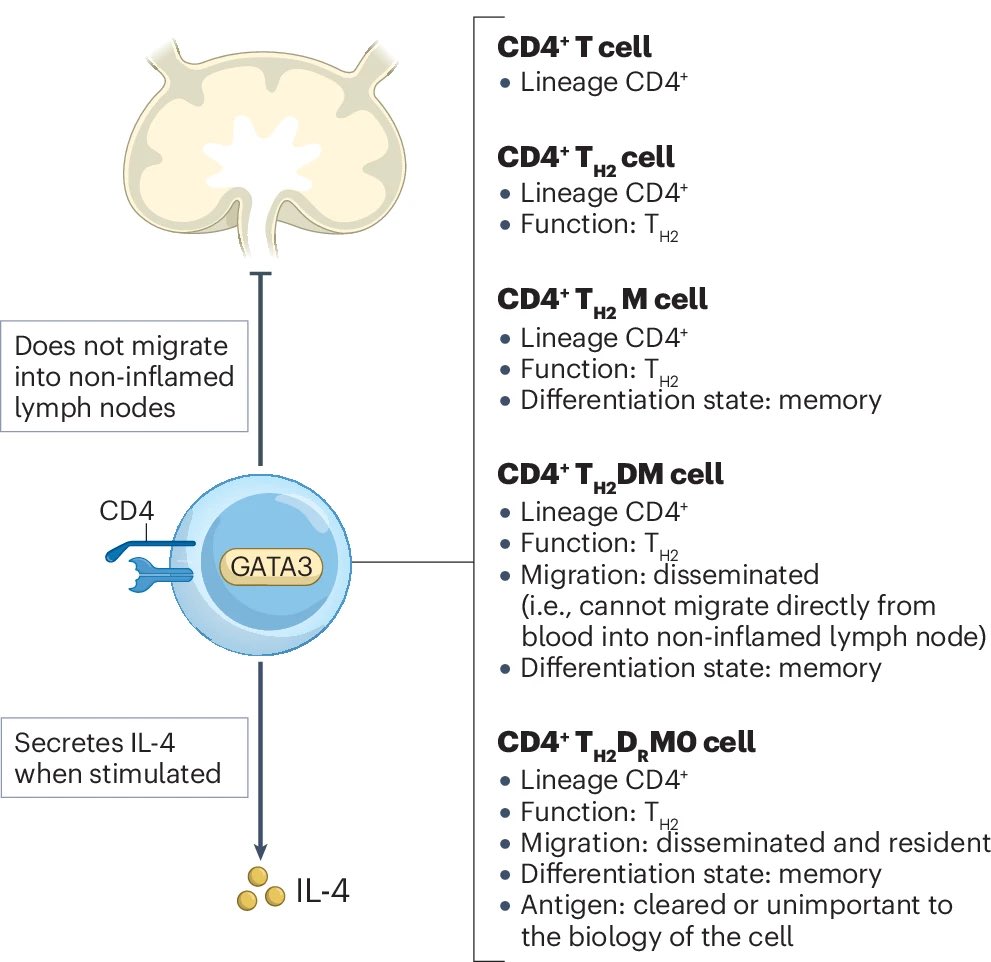 I found this a really useful resource paper in <a href="/NatRevImmunol/">Nature Rev Immunol</a> 
Guidelines for T cell nomenclature
nature.com/articles/s4157…
The authors propose a new “modular” nomenclature that accounts for the increasing heterogeneity of T cell subtypes unearthed by recent single cell analyses.
