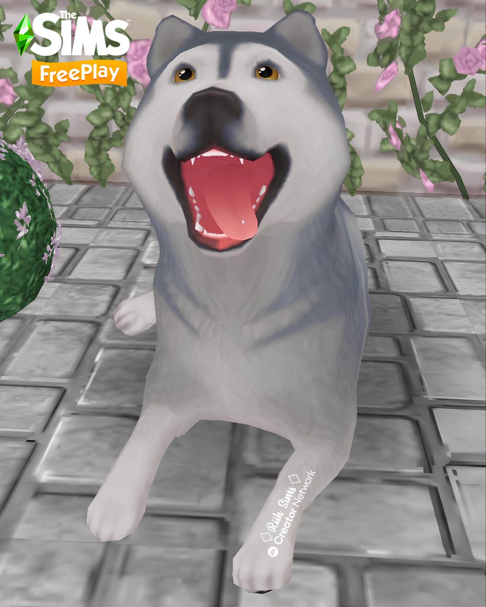 Rih_Sims's tweet image. 🇧🇷Husky que vem como prêmio da
“ILHA DA INFLUÊNCIA – DIAS DE CÃO NO INVERNO” 🥶❄️

🇺🇸A Husky you can win as a prize in
“INFLUENCE ISLAND – DOG DAYS OF WINTER” 🥶❄️
