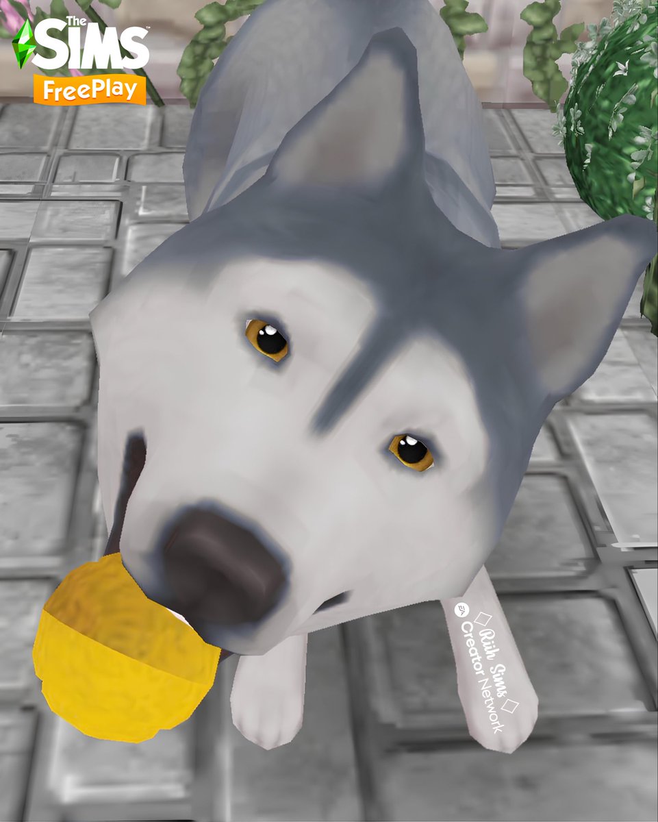 Rih_Sims's tweet image. 🇧🇷Husky que vem como prêmio da
“ILHA DA INFLUÊNCIA – DIAS DE CÃO NO INVERNO” 🥶❄️

🇺🇸A Husky you can win as a prize in
“INFLUENCE ISLAND – DOG DAYS OF WINTER” 🥶❄️