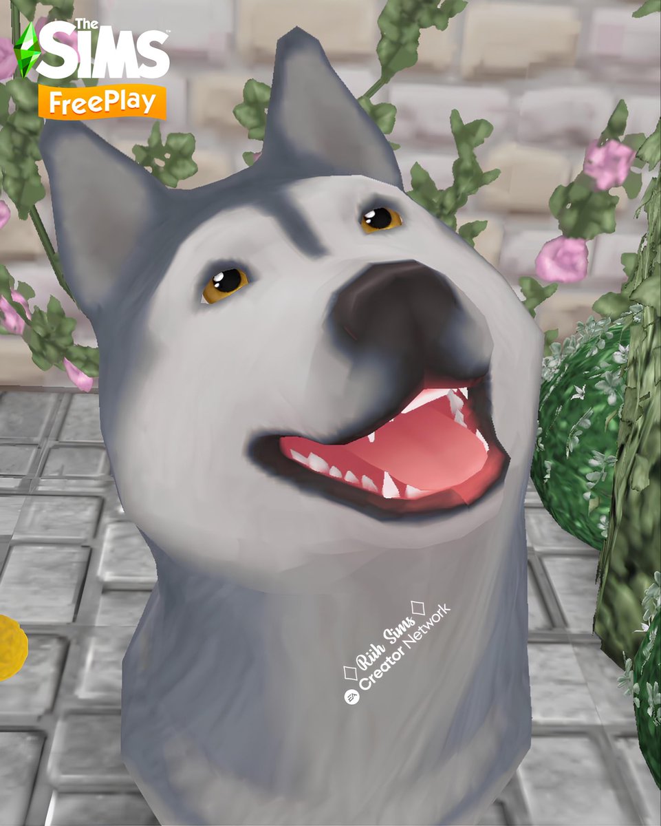 Rih_Sims's tweet image. 🇧🇷Husky que vem como prêmio da
“ILHA DA INFLUÊNCIA – DIAS DE CÃO NO INVERNO” 🥶❄️

🇺🇸A Husky you can win as a prize in
“INFLUENCE ISLAND – DOG DAYS OF WINTER” 🥶❄️