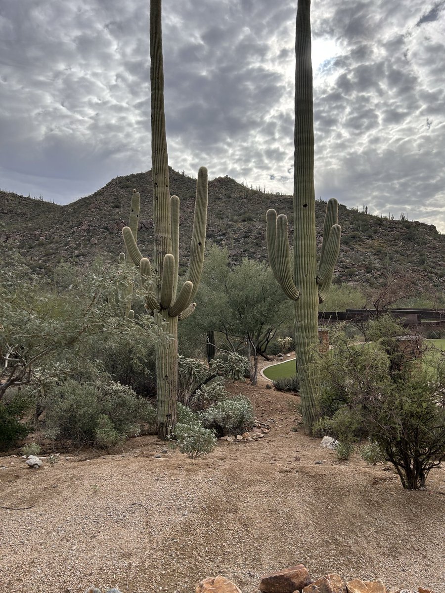 drshieldsmd's tweet image. Another fantastic #MaTOS meeting - full of exciting discussions, making new collaborations, and creating special memories with friends in #thoracic #oncology at @RitzCarlton @DoveMountain in beautiful #MaranaAZ #MaTOSLung25 

Thank you to the organizers, chairs @LuisRaezMD…