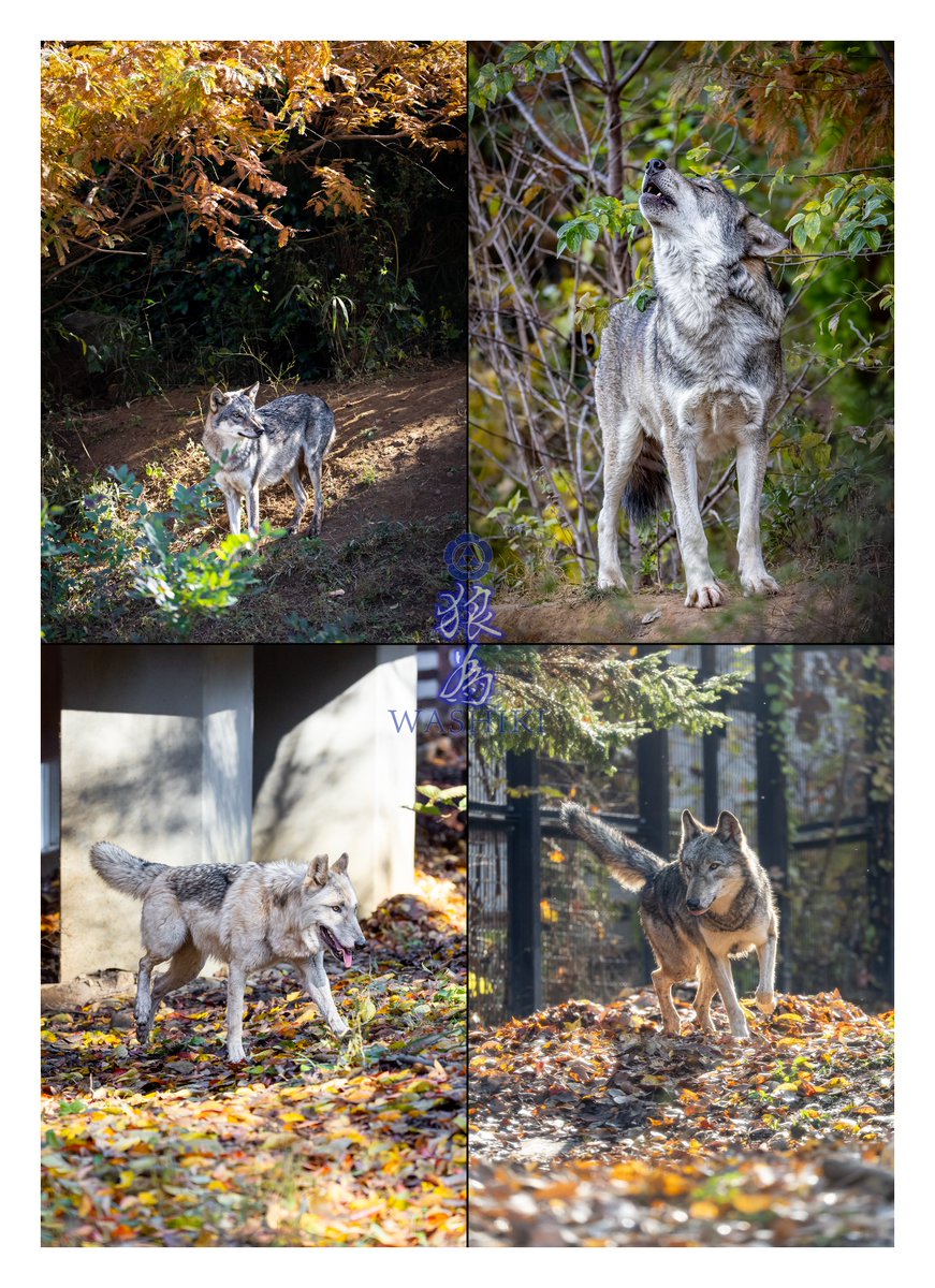 WASHIKI🐺🌊WolfGrapher (@pray_for_wolves) / Posts / X