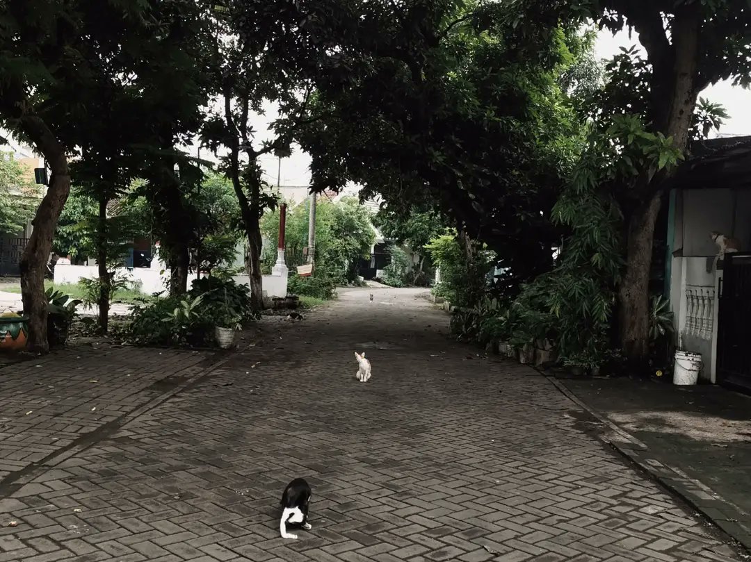 reoocha's tweet image. today i walked to find my missing cat❤️‍🩹