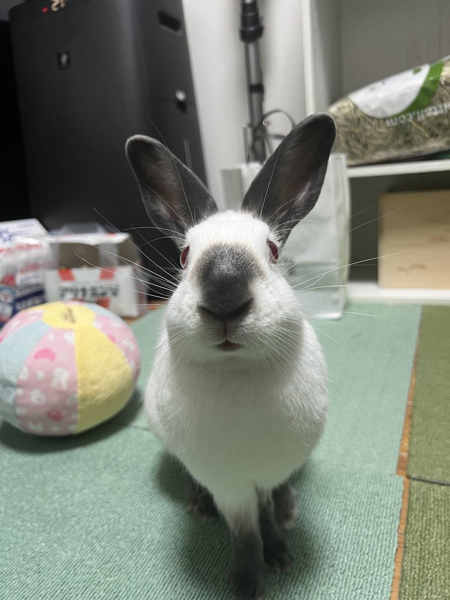 今日はうさフェスに行ってきました！
かわいいうさグッズも買えて楽しかったです☺️
お留守番してたヒマさん
#うさぎ
#ヒマラヤン
#ヒマ日記　519日目
