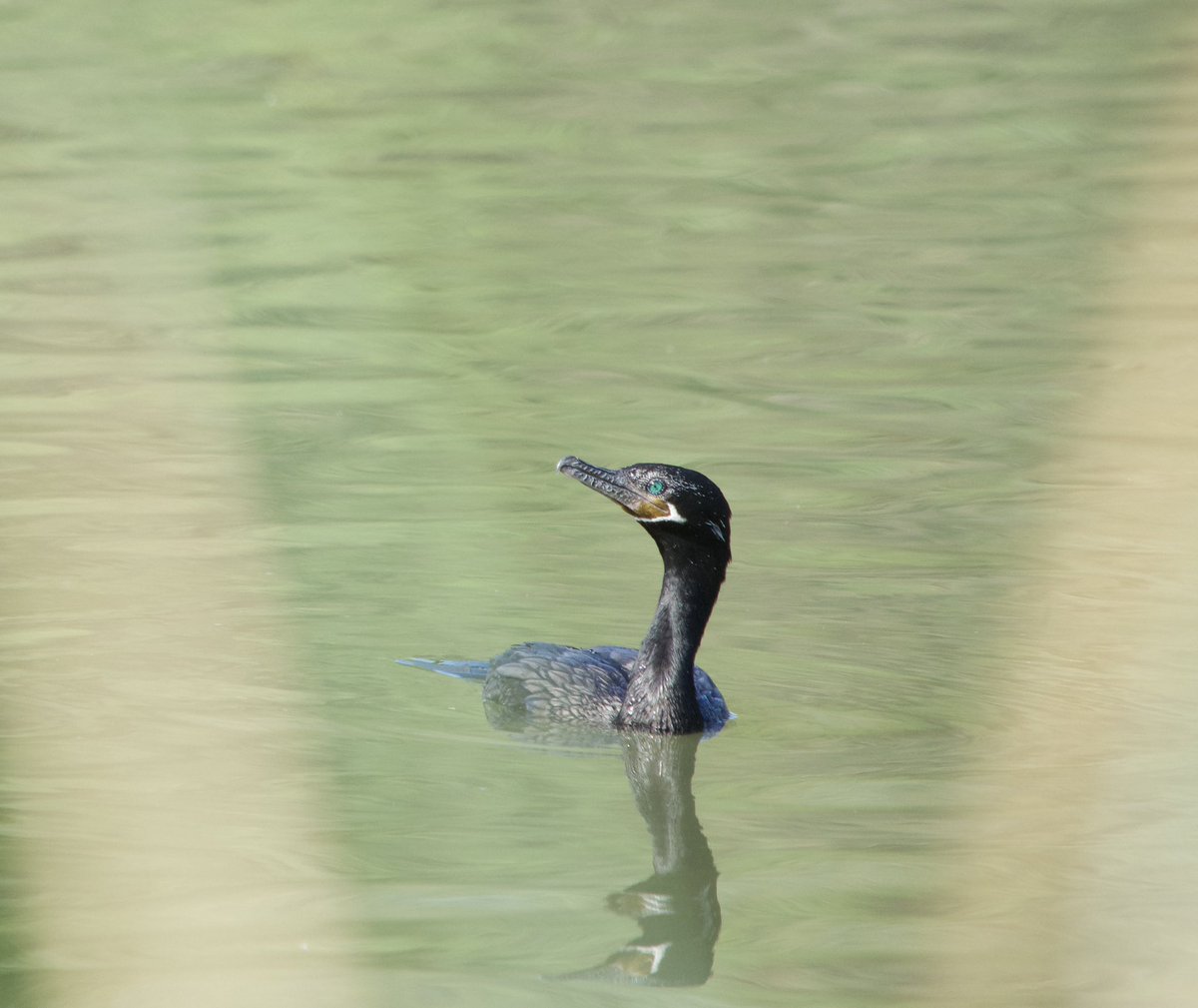 course8cheduler's tweet image. #AlphabetChallenge 
#WeekUforUnloved 
When taking photos of the pelicans, I noticed these black birds around them. After I came home, I looked up more information on this neotropic cormorant. I’m certain it is unloved by all fish. It has gorgeous eyes, though, so we must be…