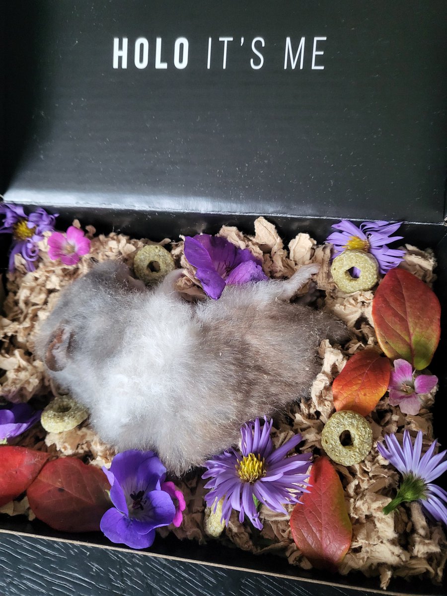 MariaGilsgaard's tweet image. Musiques hamster Blue died in her hands yesterday.
2 years and 11 months old😢 i'm gonna miss the that little ball of fluff 😭