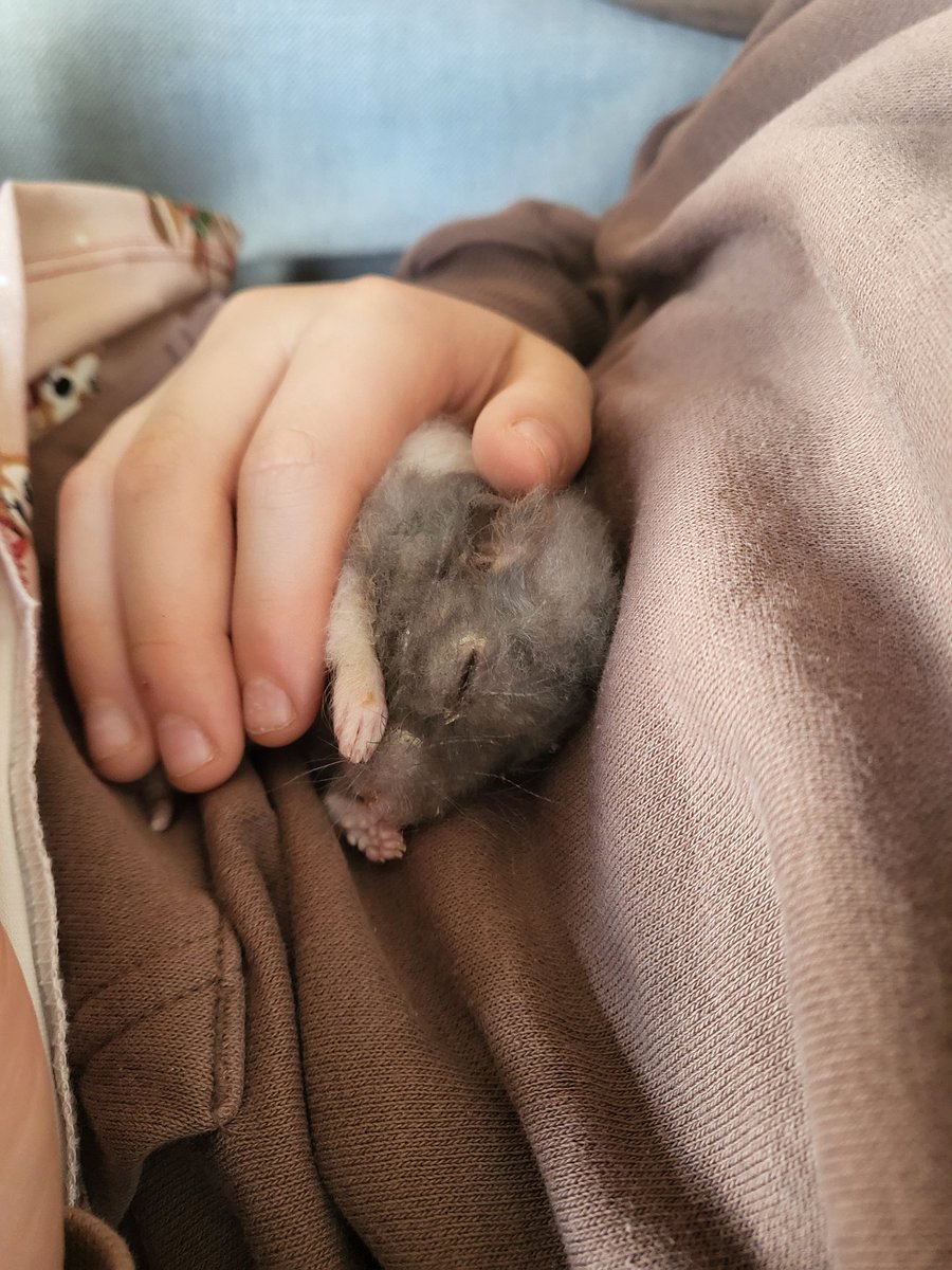 MariaGilsgaard's tweet image. Musiques hamster Blue died in her hands yesterday.
2 years and 11 months old😢 i'm gonna miss the that little ball of fluff 😭