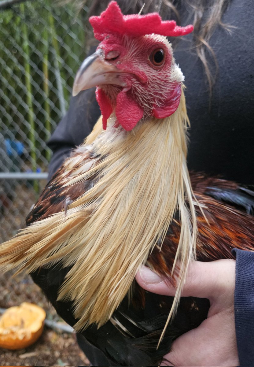 Rstrboy's tweet image. I haven't shared my new rescued pookies. They're juveniles from a cockfighting bust that happened near me. Named PB and Jay. Very skittish but they're slowly coming around