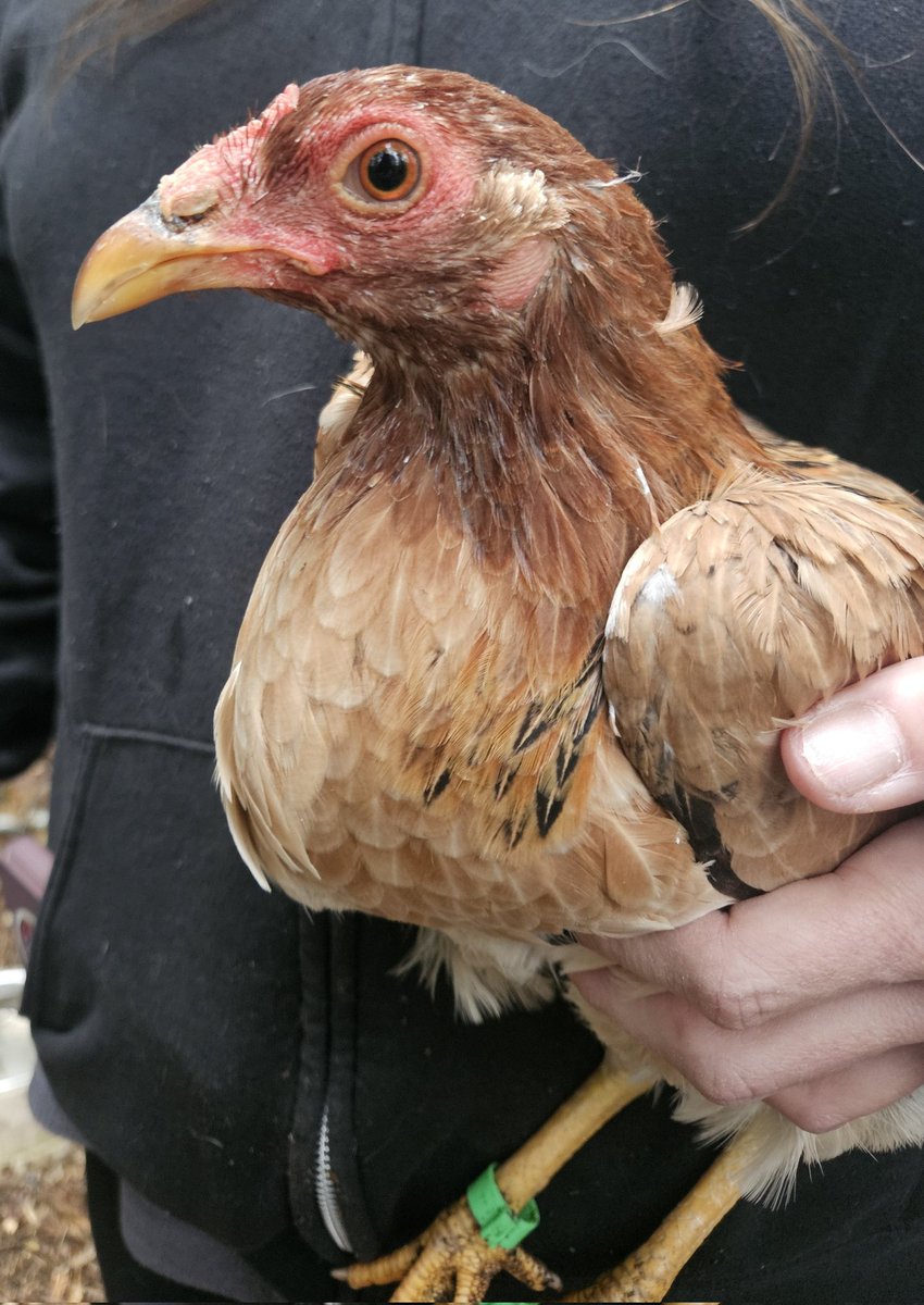 Rstrboy's tweet image. I haven't shared my new rescued pookies. They're juveniles from a cockfighting bust that happened near me. Named PB and Jay. Very skittish but they're slowly coming around