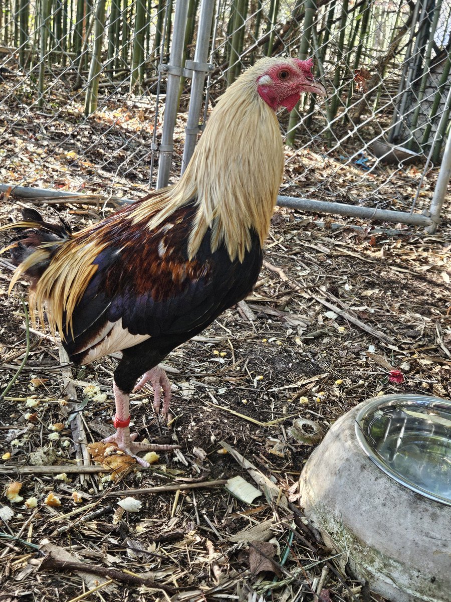 Rstrboy's tweet image. I haven't shared my new rescued pookies. They're juveniles from a cockfighting bust that happened near me. Named PB and Jay. Very skittish but they're slowly coming around