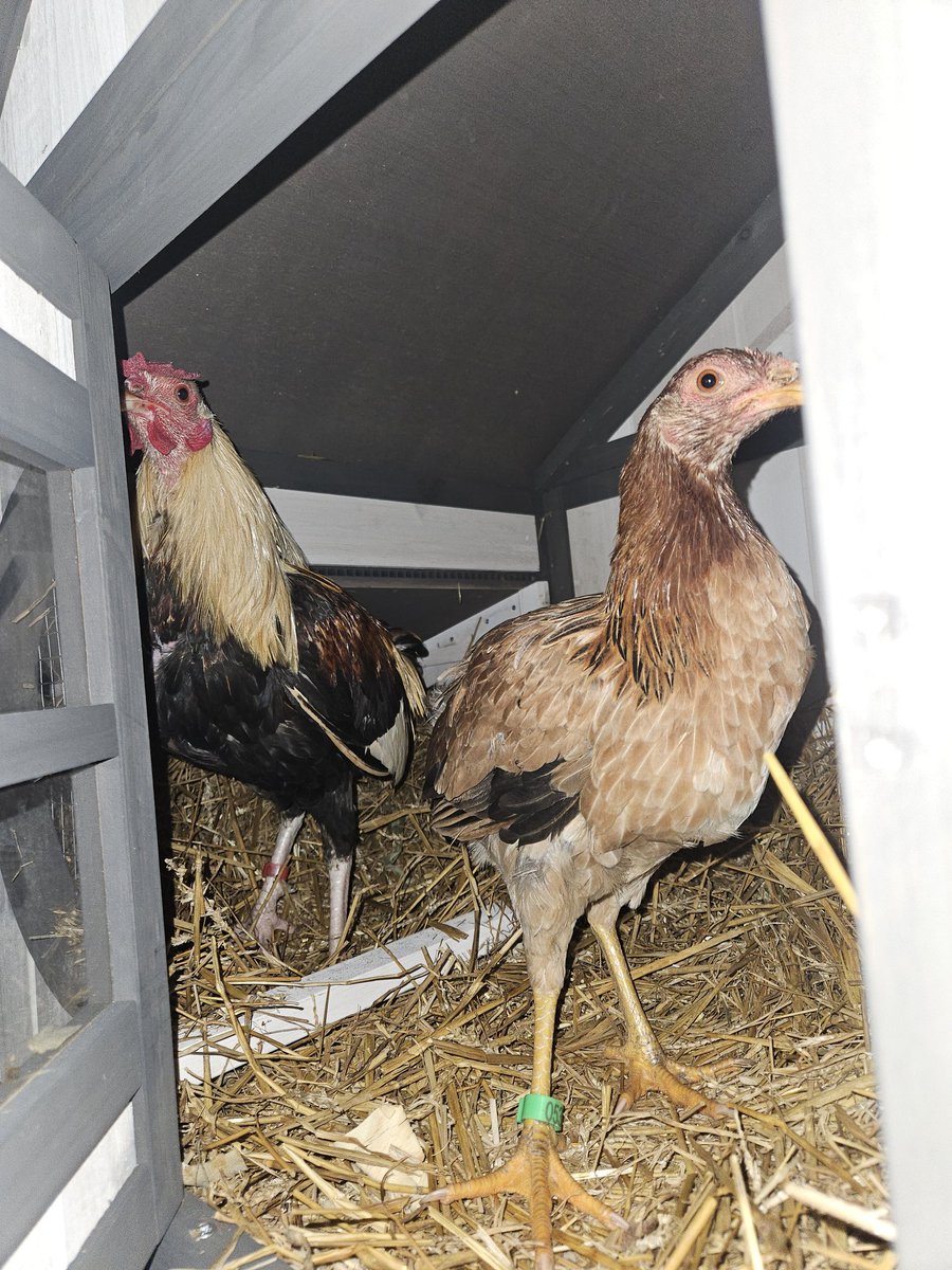 Rstrboy's tweet image. I haven't shared my new rescued pookies. They're juveniles from a cockfighting bust that happened near me. Named PB and Jay. Very skittish but they're slowly coming around