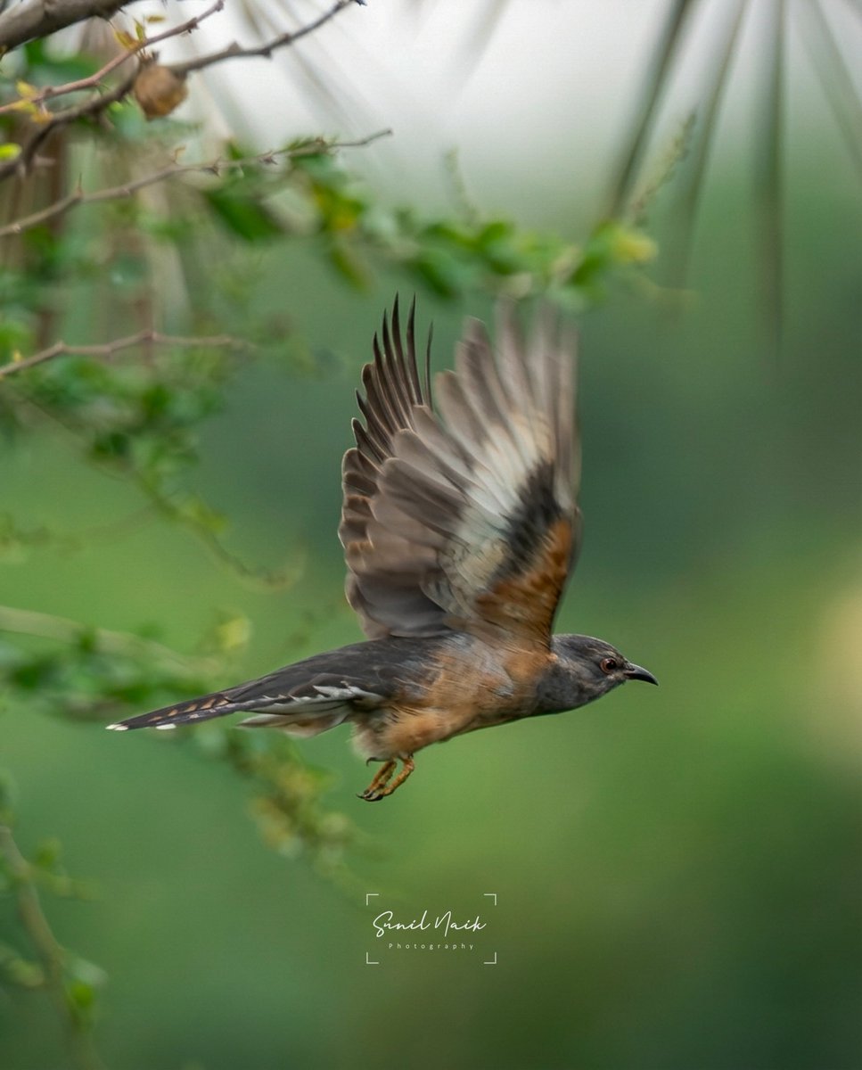It’s rare to find Plaintive cuckoo in the south, probably first time seen in Bangalore! 

#bangalore #birds #wildlife #natgeoindia