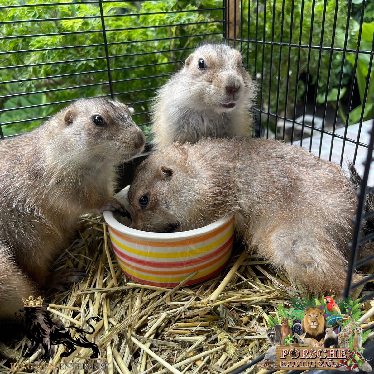 Porsche_shop99's tweet image. แพรี่ด็อกแสนซน✨

The mischievous prairie dog✨

#porscheexoticzoo 
#porscheexoticzooadmin 
#porscheexoticzooofficial