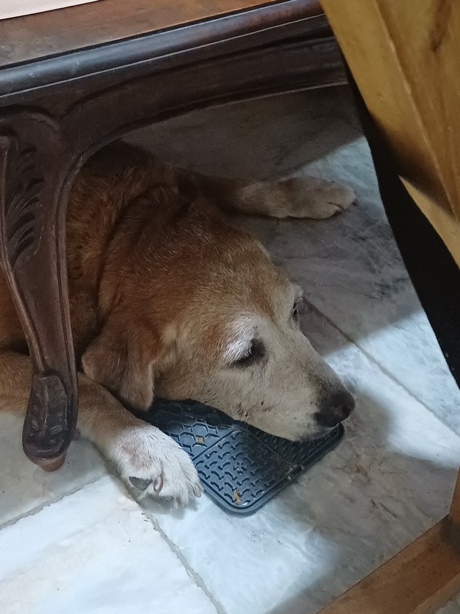 hannahsaur's tweet photo. Ok so quick update on this: turns out it was her arthritis acting up that's why she was in pain. 😓 the car ride to the vet was so saddening, she wasn't excited to ride the car at all. All is good now, she's back to her active self again. 🙏🩷 https://t.co/50pmdtfSrw