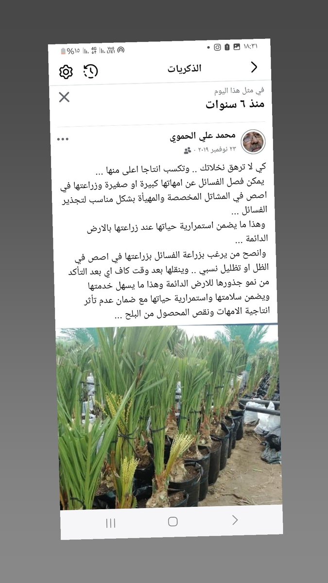 فصل الفسائل والرواكيب وزراعتها في اصص أو أكياس أو حاويات مناسبة يدعم الانتاج كما ونوعا ويضمن استمرارها في الأرض الدائمة ..