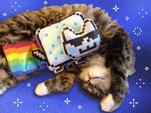 dgcoinz's tweet photo. beautiful morning to everyone with $nyan, gm!! https://t.co/vH0bBdkTKk