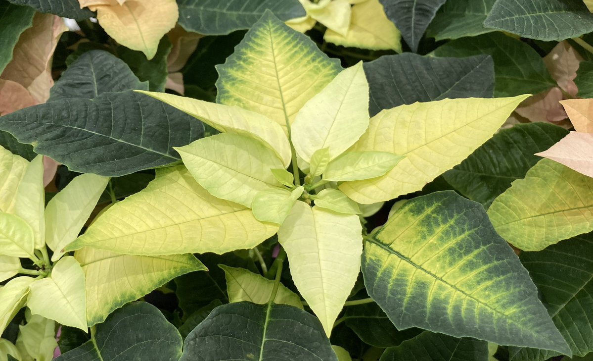 🍇 ゆゆまる ♋️ (@yuyumaru_718) / Posts / X