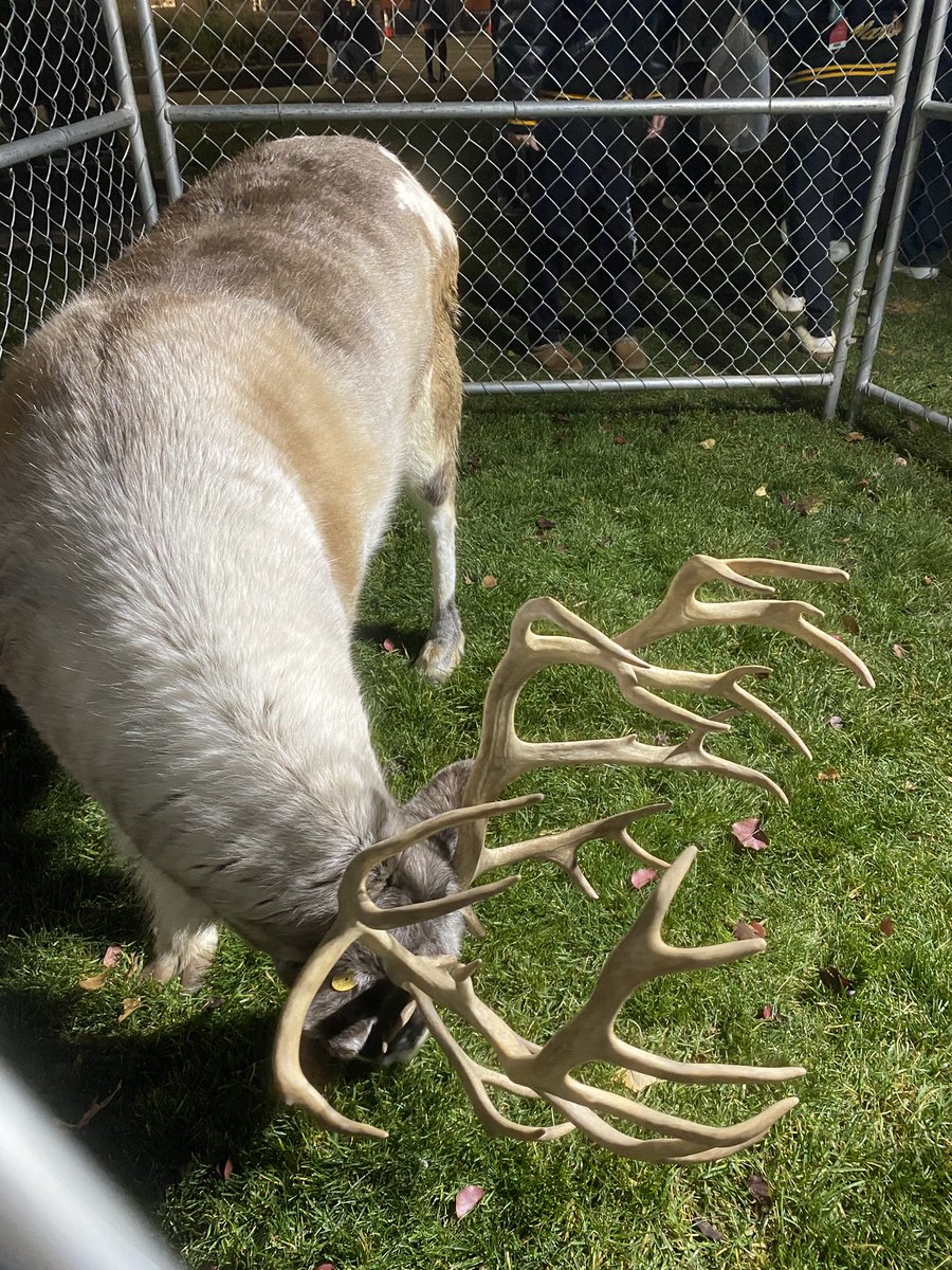 moicherub's tweet photo. Reindeer :3 https://t.co/Wsw7EeFYyw