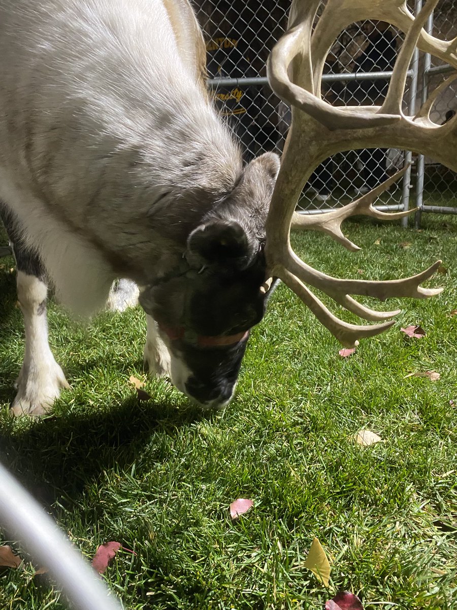 moicherub's tweet photo. Reindeer :3 https://t.co/Wsw7EeFYyw
