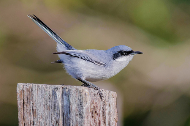 brasil_aves's tweet image. 🇧🇷Balança-rabo-de-máscara
🌎Polioptila dumicola
Conservação: Pouco Preocupante

O balança-rabo-de-máscara é uma ave passeriforme da família Polioptilidae.

Também conhecido por sebinho-azulado.

📷 Rafael Martos Martins