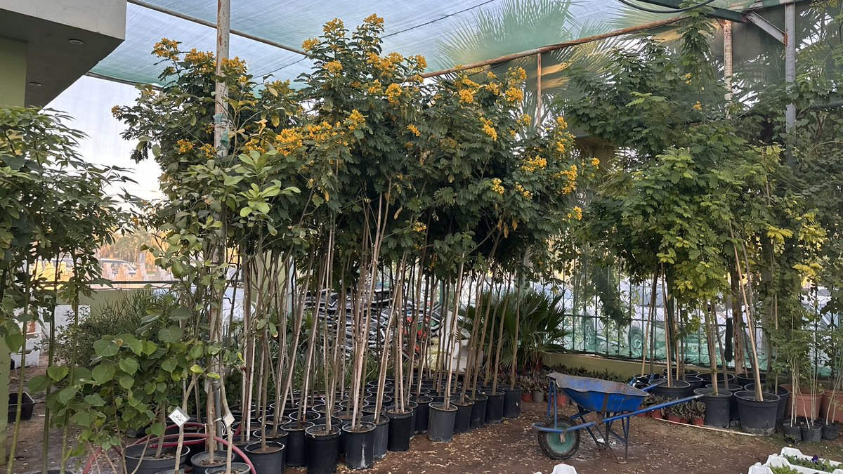 LO_loo's tweet image. ابوي انتبه ان اخوي مهتم بالزراعه 
وراح يشتري له احواض ونباتات 
مؤثر مره
الله يطول بعمره بصحه وعافيه