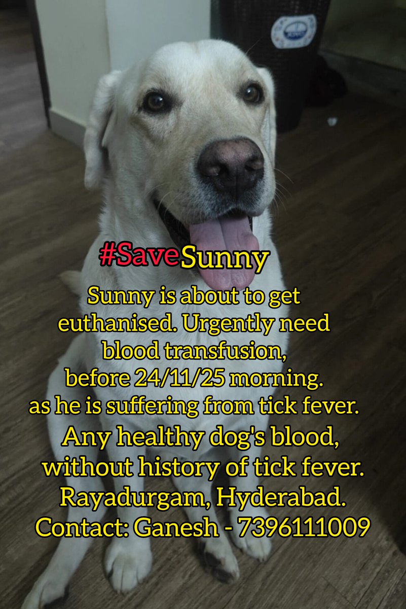 Chandra4Bharat's tweet image. #SaveSunny

Urgent 🙏🏻 

Sunny is a 4 yr old Labrador, in need of blood for transfusion ASAP.

Please RT and spread the word 🙏🏻