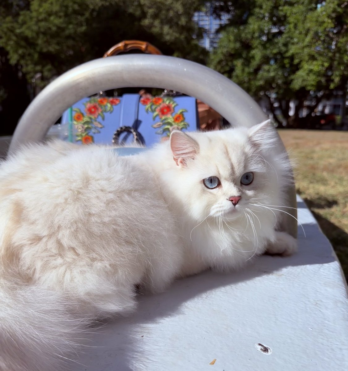 MeganNyvold's tweet image. Park #patrol