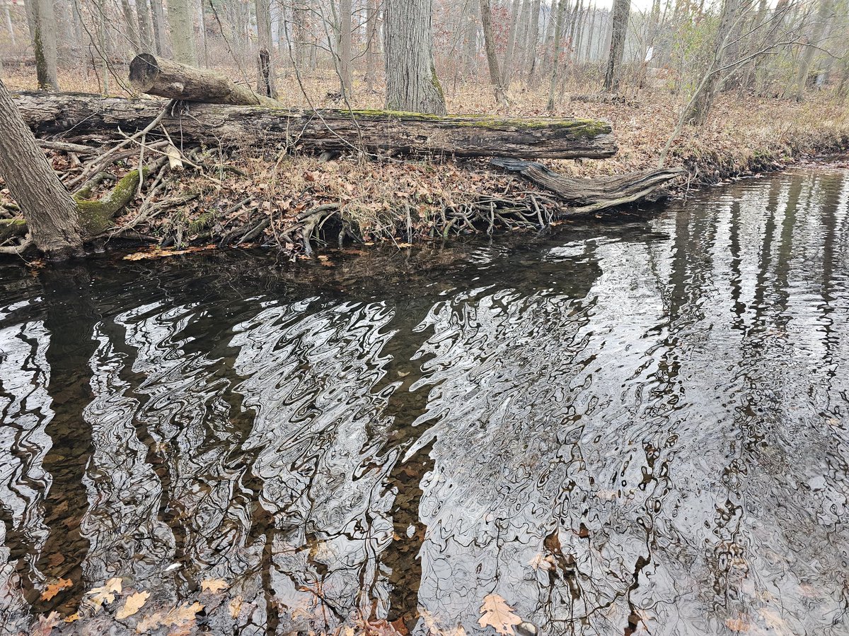 narcitheus's tweet image. Sunday walk