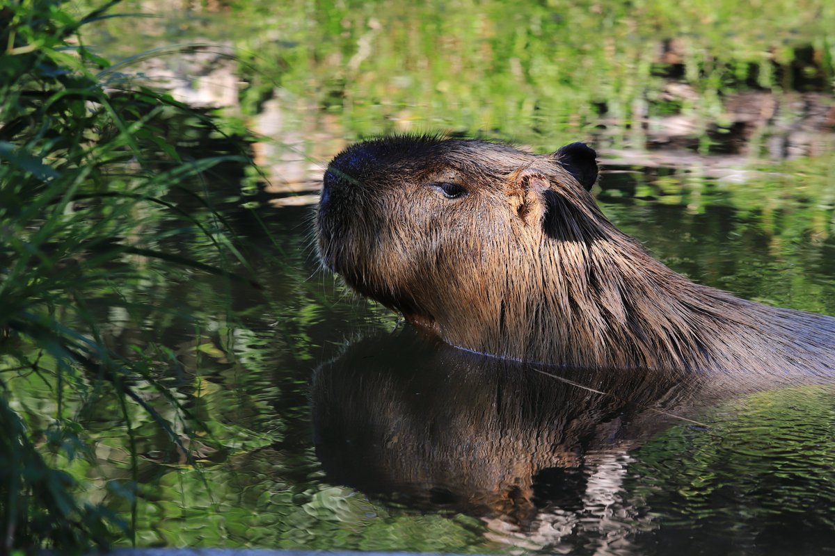 けろけろ (@capyanimal) / Posts / X