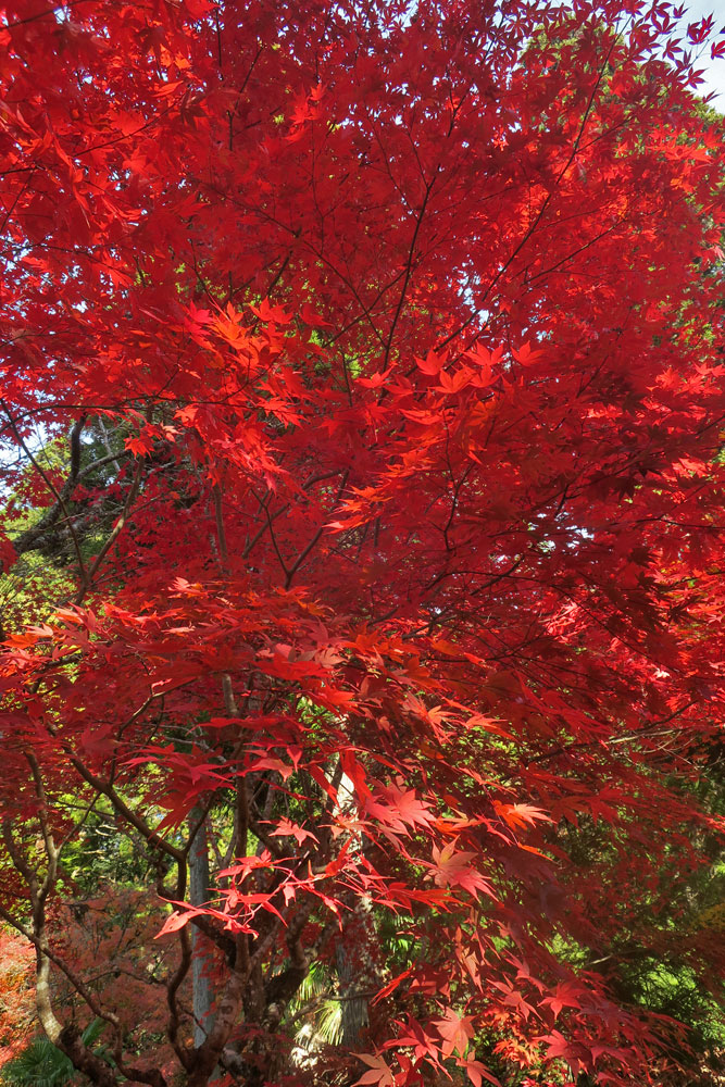 zephr2009's tweet photo. Ninja400で京都の紅葉巡り

まずは南丹市の龍穏寺
（東南アジア系と思われる外国人がとても多かった） https://t.co/3TZ0uqSU7R