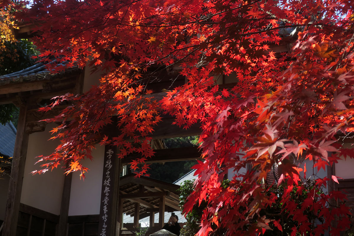 zephr2009's tweet photo. Ninja400で京都の紅葉巡り

まずは南丹市の龍穏寺
（東南アジア系と思われる外国人がとても多かった） https://t.co/3TZ0uqSU7R
