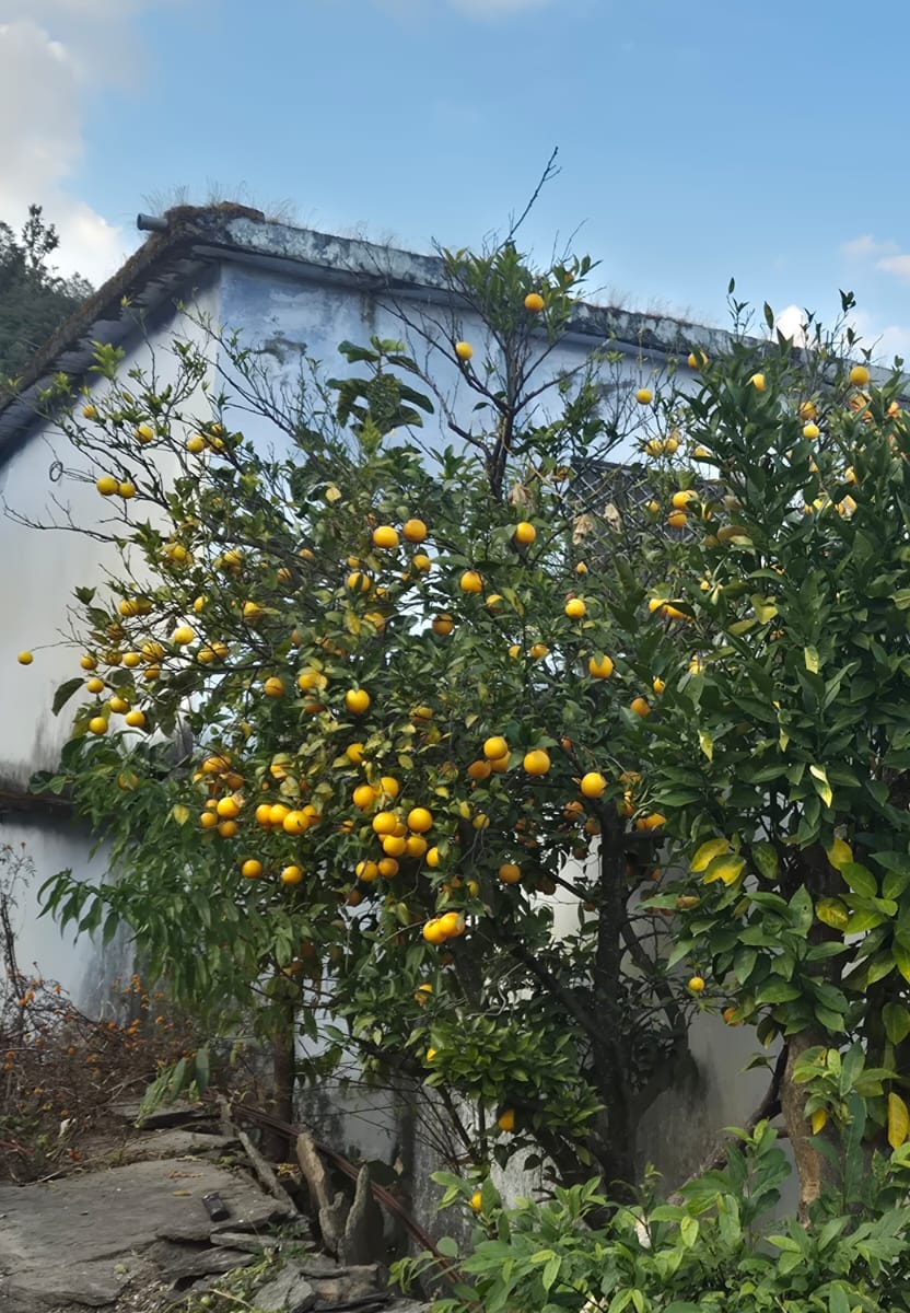 शहरों में जो हमें खाने को नहीं मिलते 
गांवों में उन्हें कोई खानेवाला नहीं मिलता...

अनोखा संयोग है।

#uttrakhand 
#उत्तराखंड 
#देवशाल