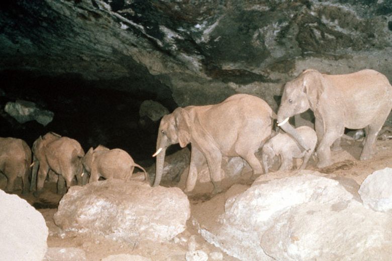 <a href="/shainreads/">shain ❄️☃️☕️📚</a> i know!!!! i cannot imagine animals as big as elephants wandering through pitch blackness in 700ft deep caves. they just look so mystical and ghostly and beautiful